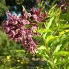 Cestrum elegans